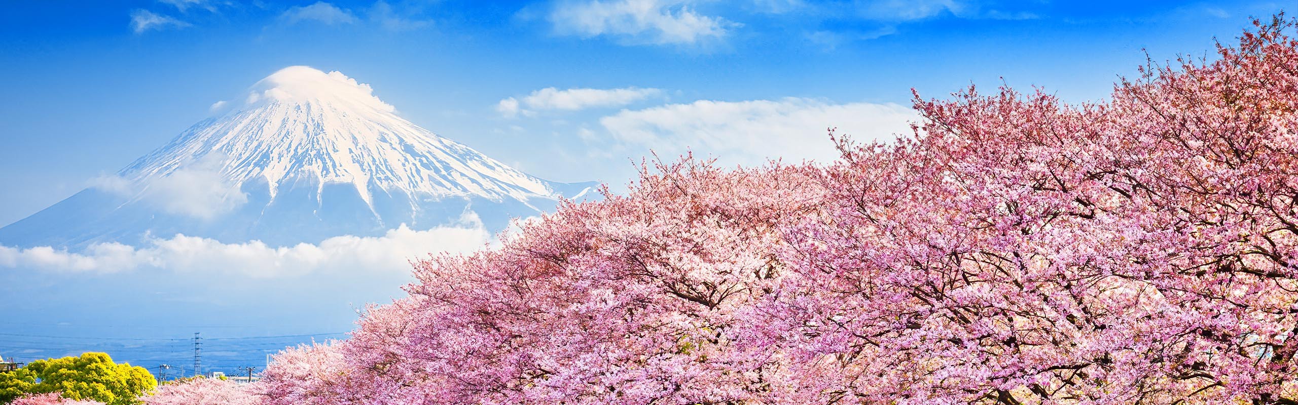 10-Day Japan Cherry Blossom Spring 2024 Mini-Group Tour