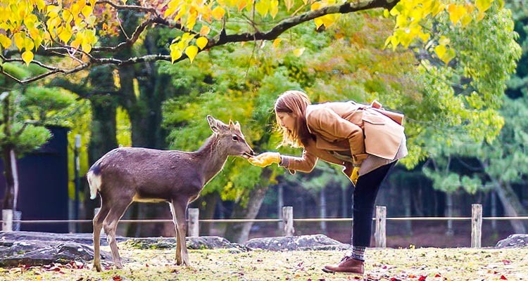 9-Day Japan Highlights Tour: A Stimulating Fusion of East and West