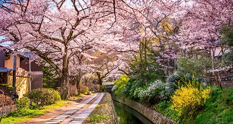 El camino del filósofo en primavera