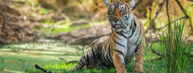 9-Day India Golden Triangle with Tiger Safari
